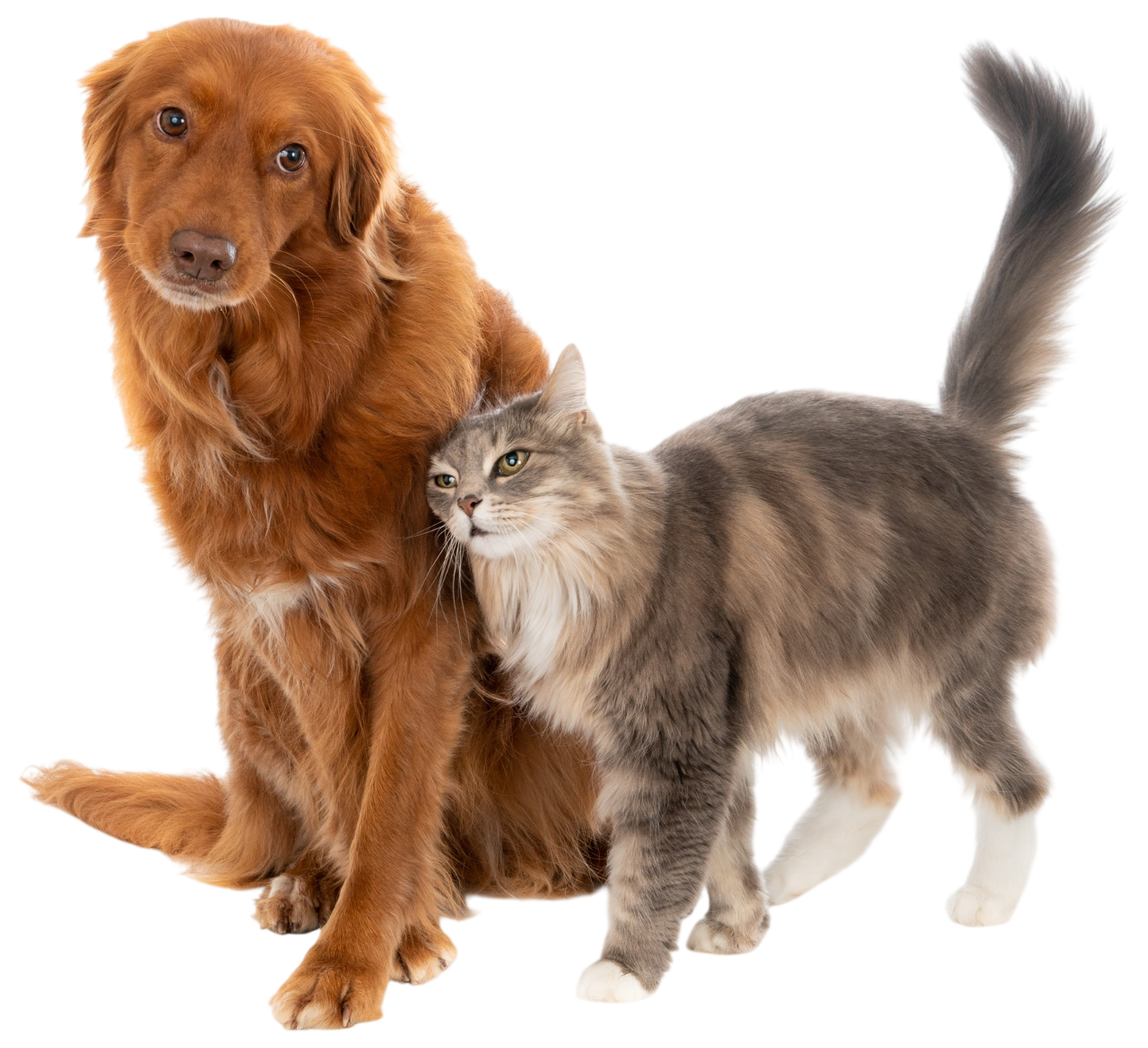 Veterinarian in Franklin, TN